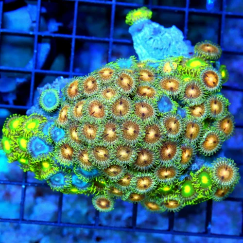 4" AUSSIE ZOANTHID CORAL - WON'T SEE THESE COLORS ANYWHERE ELSE ULTRA COLORED COMBO ZOANTHID