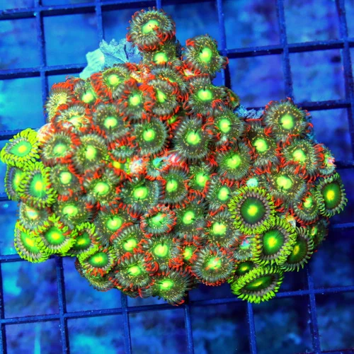 4" AUSSIE ZOANTHID CORAL - WON'T SEE THESE COLORS ANYWHERE ELSE ULTRA COLORED COMBO ZOANTHID