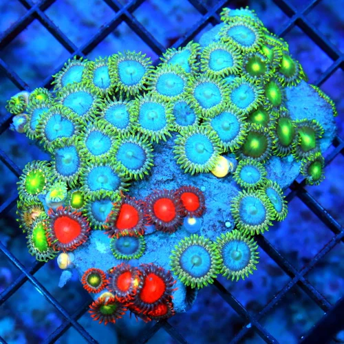 4" AUSSIE ZOANTHID CORAL - WON'T SEE THESE COLORS ANYWHERE ELSE ULTRA COLORED COMBO ZOANTHID