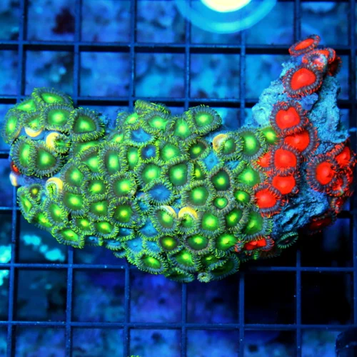 4" AUSSIE ZOANTHID CORAL - WON'T SEE THESE COLORS ANYWHERE ELSE ULTRA COLORED COMBO ZOANTHID