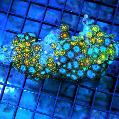 4.5" AUSSIE ZOANTHID CORAL - WON'T SEE THESE COLORS ANYWHERE ELSE ULTRA COLORED COMBO ZOANTHID