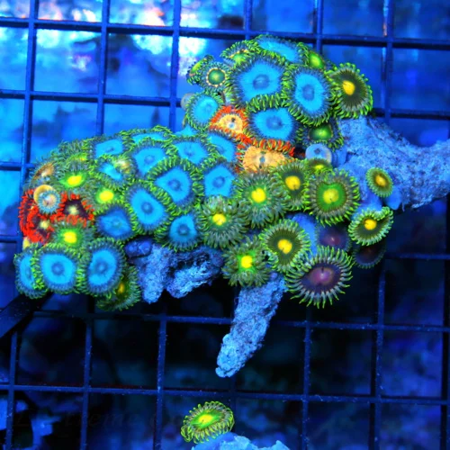 4.5" AUSSIE ZOANTHID CORAL - WON'T SEE THESE COLORS ANYWHERE ELSE ULTRA COLORED COMBO ZOANTHID