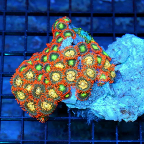 4" AUSSIE ZOANTHID CORAL - WON'T SEE THESE COLORS ANYWHERE ELSE ULTRA COLORED COMBO ZOANTHID