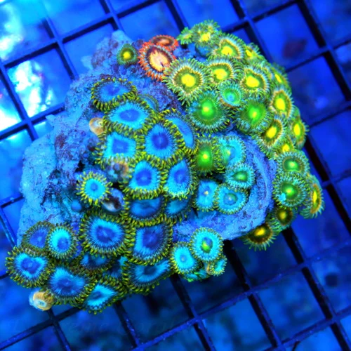 4" AUSSIE ZOANTHID CORAL - WON'T SEE THESE COLORS ANYWHERE ELSE ULTRA COLORED COMBO ZOANTHID