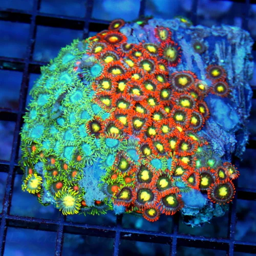 4" AUSSIE ZOANTHID CORAL - WON'T SEE THESE COLORS ANYWHERE ELSE ULTRA COLORED COMBO ZOANTHID