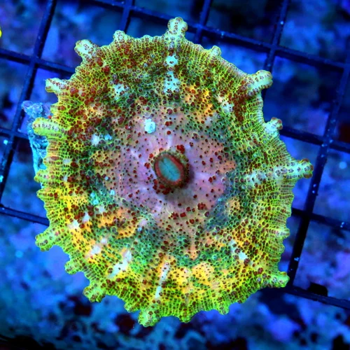 NEGLECTUS MUSHROOM - WE NEVER GET THESE IN STOCK! SUPER RARE NEGLECTUS MUSHROOM CORAL