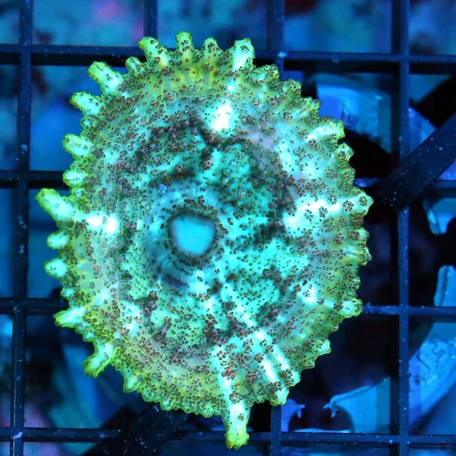 NEGLECTUS MUSHROOM - WE NEVER GET THESE IN STOCK! SUPER RARE NEGLECTUS MUSHROOM CORAL