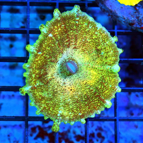 NEGLECTUS MUSHROOM - WE NEVER GET THESE IN STOCK! SUPER RARE NEGLECTUS MUSHROOM CORAL
