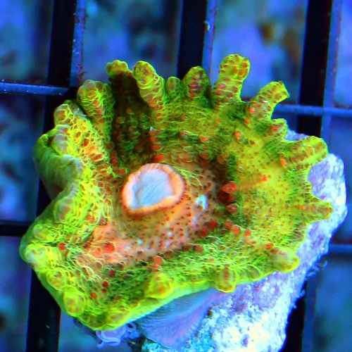 NEGLECTUS MUSHROOM - WE NEVER GET THESE IN STOCK! SUPER RARE NEGLECTUS MUSHROOM CORAL