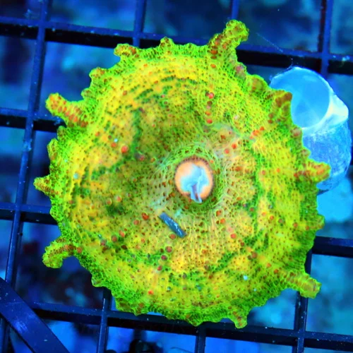 NEGLECTUS MUSHROOM - WE NEVER GET THESE IN STOCK! SUPER RARE NEGLECTUS MUSHROOM CORAL