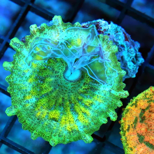 NEGLECTUS MUSHROOM - WE NEVER GET THESE IN STOCK! SUPER RARE NEGLECTUS MUSHROOM CORAL
