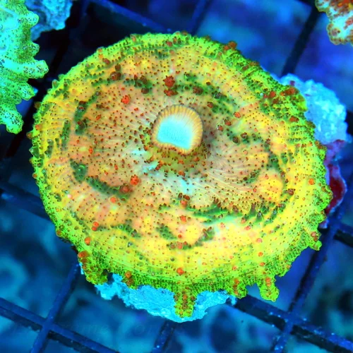 NEGLECTUS MUSHROOM - WE NEVER GET THESE IN STOCK! SUPER RARE NEGLECTUS MUSHROOM CORAL