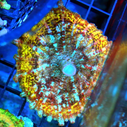 NEGLECTUS MUSHROOM - WE NEVER GET THESE IN STOCK! SUPER RARE NEGLECTUS MUSHROOM CORAL