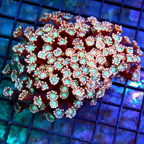 4.5x4 GONIOPORA CORAL - ULTRA COLORED PINK BLUE EYED GONIOPORA CORAL
