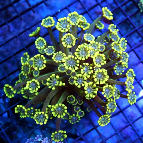 5.5x5 GONIOPORA CORAL -  SUPER NEON YELLOW PURPLE EYED GONIOPORA CORAL