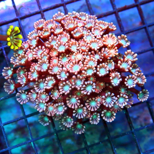 4x4 GONIOPORA CORAL -  ULTRA COLORED PINK BLUE EYED GONIOPORA CORAL