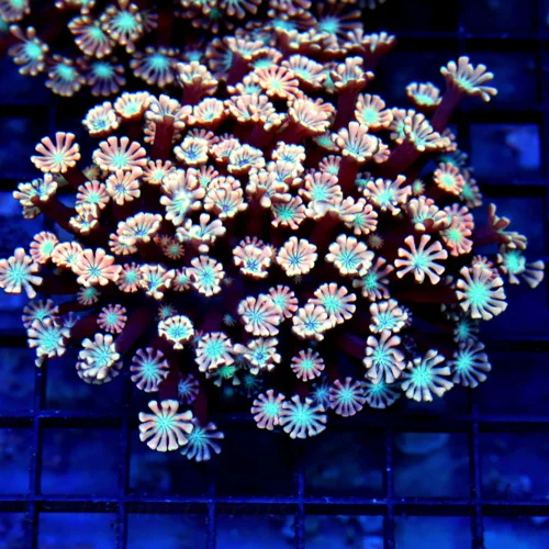 4.5x4 GONIOPORA CORAL - ULTRA COLORED PINK BLUE EYED GONIOPORA CORAL