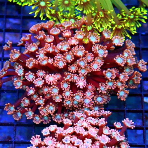 5x5 GONIOPORA CORAL - ULTRA COLORED PINK BLUE EYED GONIOPORA CORAL