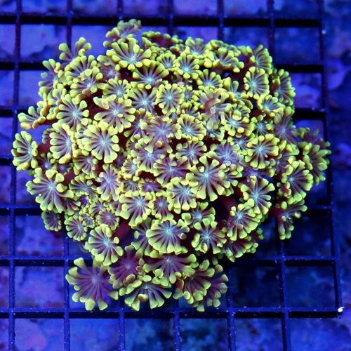 4.5x4.5 GONIOPORA CORAL - PURPLE EYED NEON TIPPED GONIOPORA
