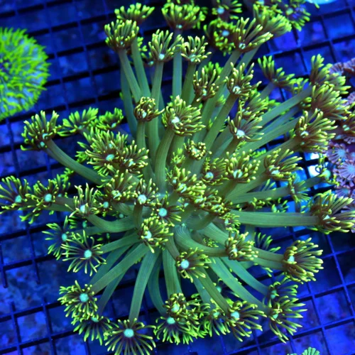 6x6 XL GONIOPORA CORAL - LEMON LIME GREEN BLUE JEWELED EYED GONIOPORA CORAL