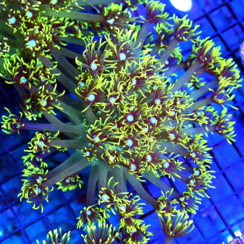 5.5x5.5 XL GONIOPORA CORAL - LEMON LIME GREEN BLUE JEWELED EYED GONIOPORA CORAL