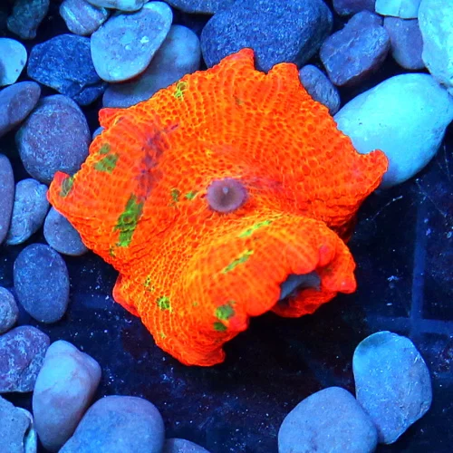 JAWBREAKER MUSHROOMS - COLLECTOR'S PIECE! - ONLY GET A FEW OF THESE EVERY COUPLE OF YEARS