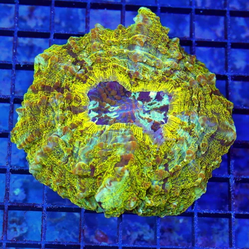 5.5x5.5 ACANTHOPHYLLIA CORAL - MULTICOLORED GREEN AND WHITE BLUE CENTERED ACANTHOPHYLLIA