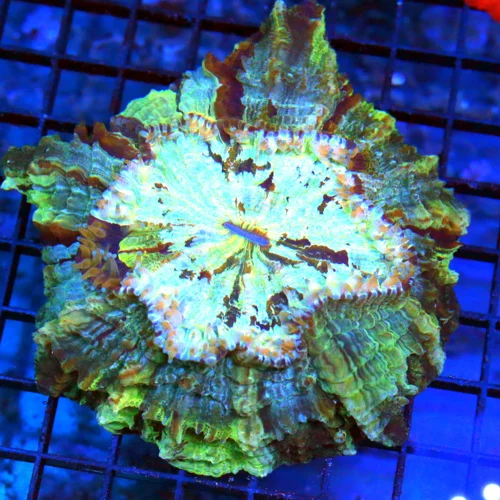 6x6 ACANTHOPHYLLIA CORAL - ULTRA COLORED BLUE AND GREEN ACANTHOPHYLLIA