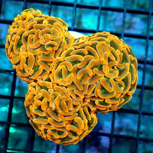 4.5x4 BRANCHING HAMMER CORAL - ULTRA ULTRA COLORED NICEST SEEN IN YEARS BRANCHING HAMMER