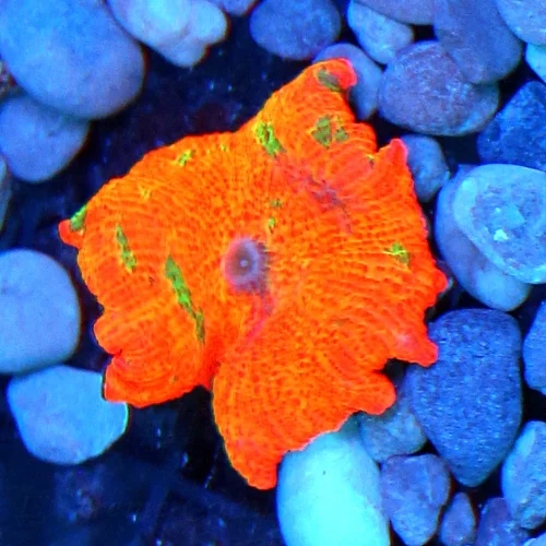 JAWBREAKER MUSHROOMS - COLLECTOR'S PIECE! - ONLY GET A FEW OF THESE EVERY COUPLE OF YEARS