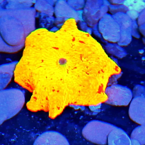 JAWBREAKER MUSHROOMS - COLLECTOR'S PIECE! - ONLY GET A FEW OF THESE EVERY COUPLE OF YEARS