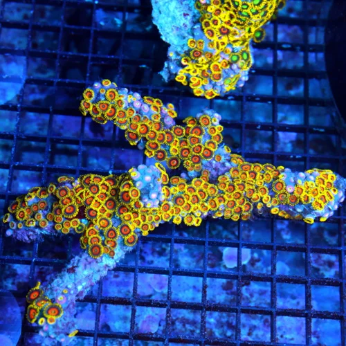 7x5 BRANCHING ZOANTHID CORAL COLONY - ULTRA COLORED FIJI IMPORTED ZOANTHID CORAL COLONY