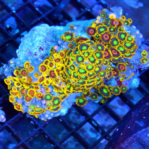 5x4 BRANCHING ZOANTHID CORAL COLONY - ULTRA COLORED FIJI IMPORTED ZOANTHID CORAL COLONY