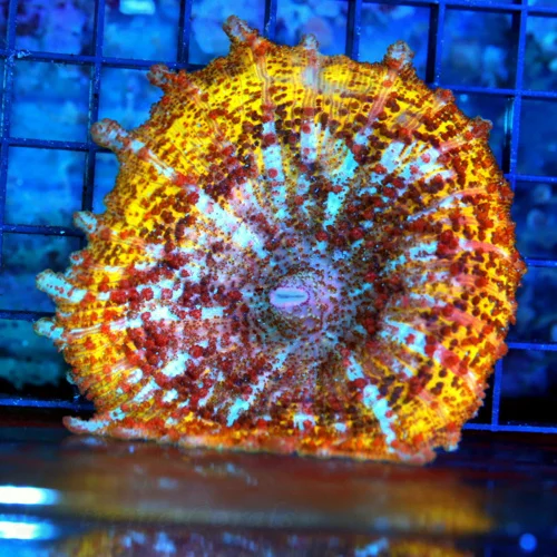 NEGLECTUS MUSHROOM - WE NEVER GET THESE IN STOCK! SUPER RARE NEGLECTUS MUSHROOM CORAL