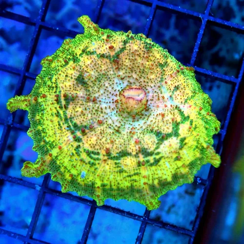 NEGLECTUS MUSHROOM - WE NEVER GET THESE IN STOCK! SUPER RARE NEGLECTUS MUSHROOM CORAL