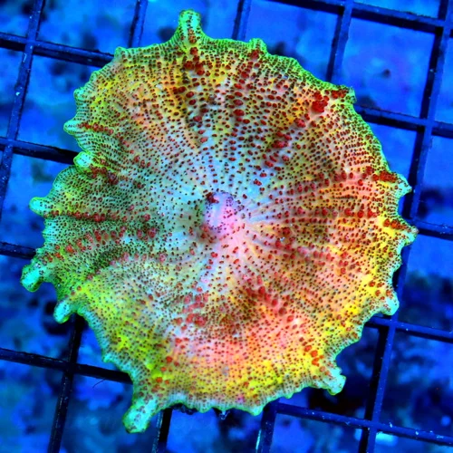 NEGLECTUS MUSHROOM - WE NEVER GET THESE IN STOCK! SUPER RARE NEGLECTUS MUSHROOM CORAL