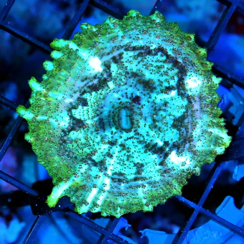 NEGLECTUS MUSHROOM - WE NEVER GET THESE IN STOCK! SUPER RARE NEGLECTUS MUSHROOM CORAL
