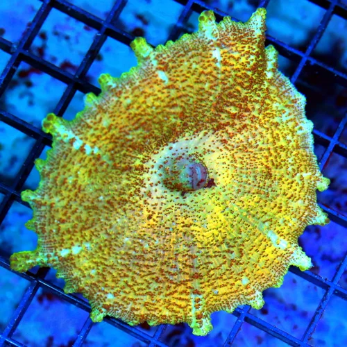 NEGLECTUS MUSHROOM - WE NEVER GET THESE IN STOCK! SUPER RARE NEGLECTUS MUSHROOM CORAL