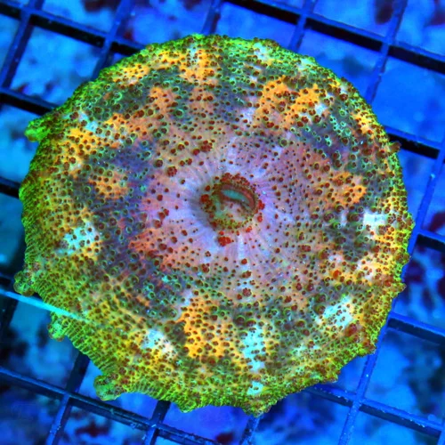 NEGLECTUS MUSHROOM - WE NEVER GET THESE IN STOCK! SUPER RARE NEGLECTUS MUSHROOM CORAL