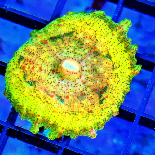 NEGLECTUS MUSHROOM - WE NEVER GET THESE IN STOCK! SUPER RARE NEGLECTUS MUSHROOM CORAL