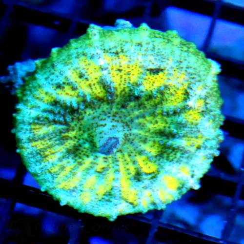 NEGLECTUS MUSHROOM - WE NEVER GET THESE IN STOCK! SUPER RARE NEGLECTUS MUSHROOM CORAL