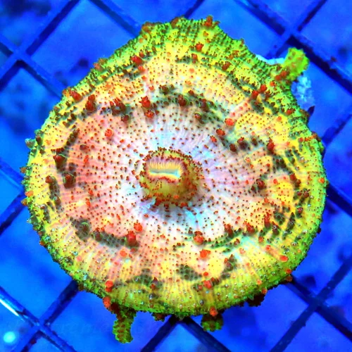 NEGLECTUS MUSHROOM - WE NEVER GET THESE IN STOCK! SUPER RARE NEGLECTUS MUSHROOM CORAL