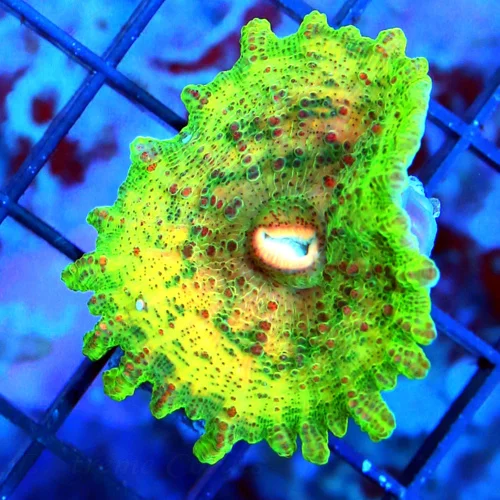 NEGLECTUS MUSHROOM - WE NEVER GET THESE IN STOCK! SUPER RARE NEGLECTUS MUSHROOM CORAL