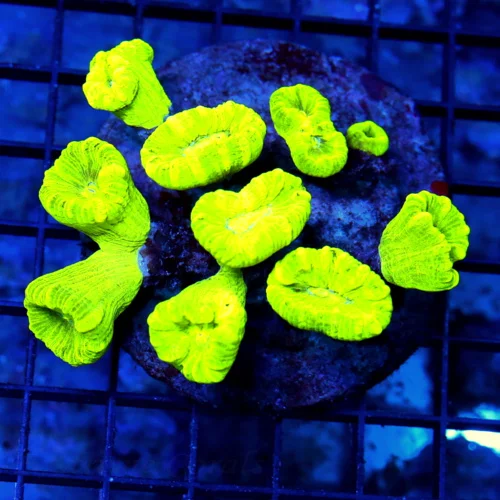 4.5x4 CANDY CANE CORAL - OUT OF THIS WORLD KRYPTONITE CANDY CANE CORAL