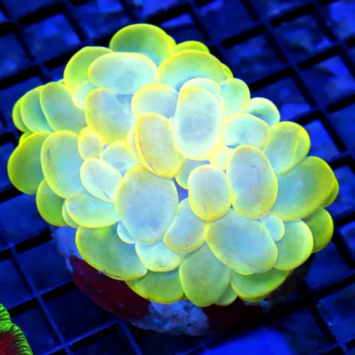 4.5x4 LARGE BUBBLE CORAL - ULTRA COLORED STUNNING INDO IMPORTED BUBBLE CORAL