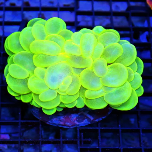 5.5x4 XL BUBBLE CORAL - SUPER NEON LEMON LIME GREEN BUBBLE CORAL