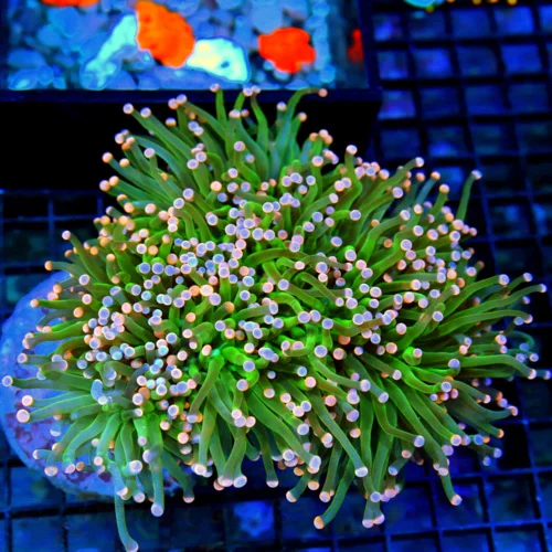 6x6 TORCH CORAL - STUNNING HANDPICKED COLLECTOR'S ITEM TORCH CORAL
