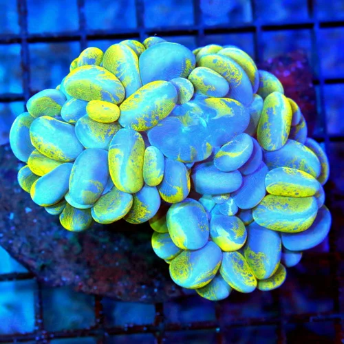 4.5x3.5 BUBBLE CORAL - PRETTIEST I'VE SEEN IN YEAR BLUE AND YELLOW SPLATTERED BUBBLE