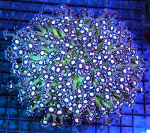7x7 GONIOPORA CORAL - WOWEE! ONE OF A KIND ALIEN EYED ULTRA COLORED GONIOPORA CORAL