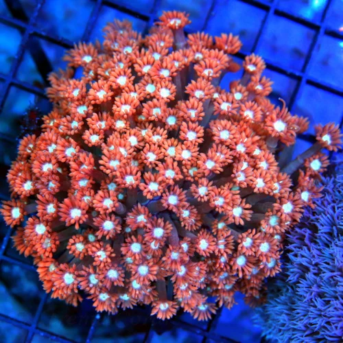 4.5x4 GONIOPORA CORAL - NEON PINK WHITE EYED ULTRA COLORED GONIOPORA CORAL